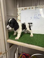 Cosmo, a male English Cocker Spaniel for sale in McRae, GA – 1 of 7