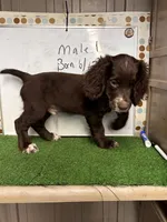 Rusty, a male English Cocker Spaniel for sale in McRae, GA – 4 of 5