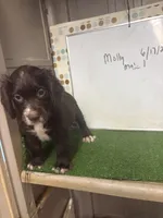 Colt, a male English Cocker Spaniel for sale in McRae, GA – 2 of 4
