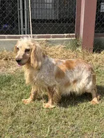 Colt, a male English Cocker Spaniel for sale in McRae, GA – 4 of 5