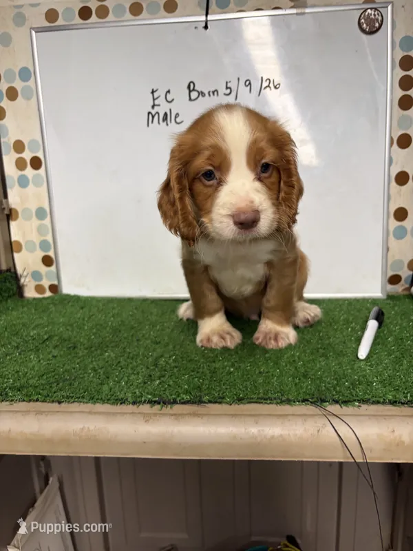 Vegas – English Cocker Spaniel puppy for sale in McRae, GA