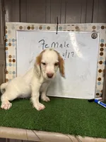 Suzie, a female English Cocker Spaniel for sale in McRae, GA – 3 of 4