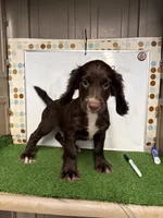 Rusty, a male English Cocker Spaniel for sale in McRae, GA – 3 of 5