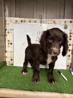 Rusty, a male English Cocker Spaniel for sale in McRae, GA – 1 of 5