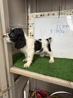 Cosmo, a male English Cocker Spaniel for sale in McRae, GA – 3 of 7