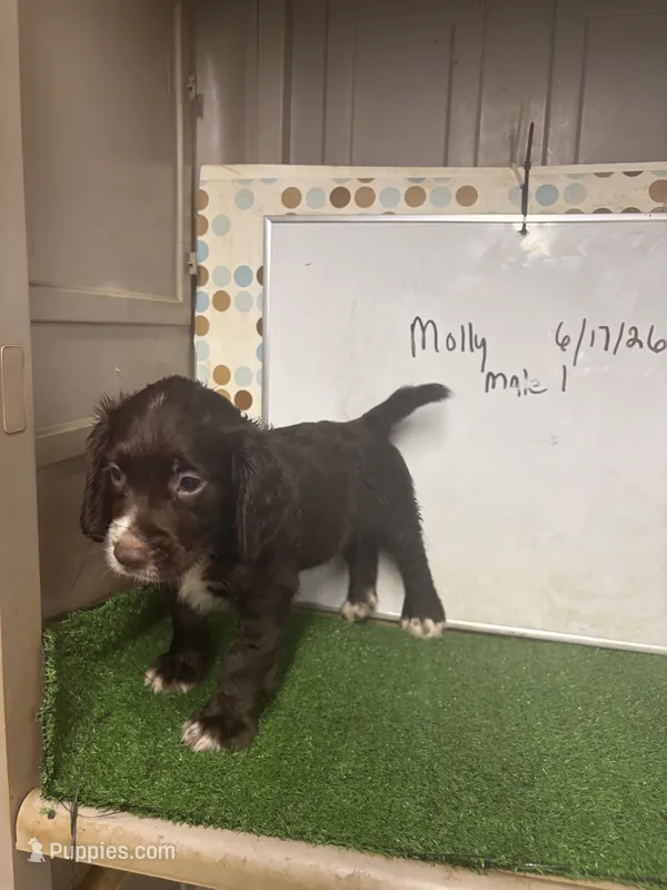 Colt – English Cocker Spaniel puppy for sale in McRae, GA