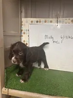 Colt, a male English Cocker Spaniel for sale in McRae, GA – 1 of 4