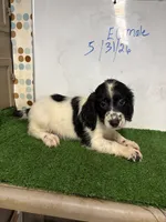 Cosmo, a male English Cocker Spaniel for sale in McRae, GA – 7 of 7