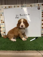 Vegas, a male English Cocker Spaniel for sale in McRae, GA – 3 of 5