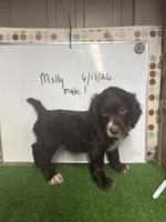 Colt, a male English Cocker Spaniel for sale in McRae, GA – 4 of 4