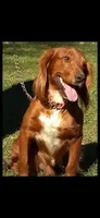 Colt, a male English Cocker Spaniel for sale in McRae, GA – 5 of 5