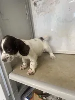 Betsy, a female English Cocker Spaniel for sale in McRae, GA – Photo 2 of 5