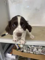Betsy, a female English Cocker Spaniel for sale in McRae, GA – Photo 5 of 5