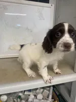 Betsy, a female English Cocker Spaniel for sale in McRae, GA – Photo 1 of 5