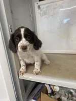 Betsy, a female English Cocker Spaniel for sale in McRae, GA – Photo 4 of 5