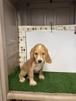 Colt, a male English Cocker Spaniel for sale in McRae, GA – 3 of 5