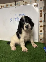 Cosmo, a male English Cocker Spaniel for sale in McRae, GA – 6 of 7