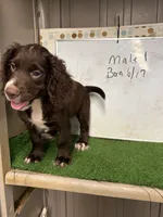 Rusty, a male English Cocker Spaniel for sale in McRae, GA – 2 of 5