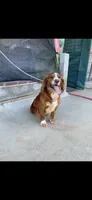 Vegas, a male English Cocker Spaniel for sale in McRae, GA – 5 of 5
