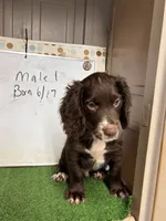 Rusty, a male English Cocker Spaniel for sale in McRae, GA – 5 of 5