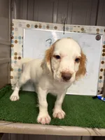 Suzie, a female English Cocker Spaniel for sale in McRae, GA – 2 of 4