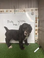 Colt, a male English Cocker Spaniel for sale in McRae, GA – 3 of 4