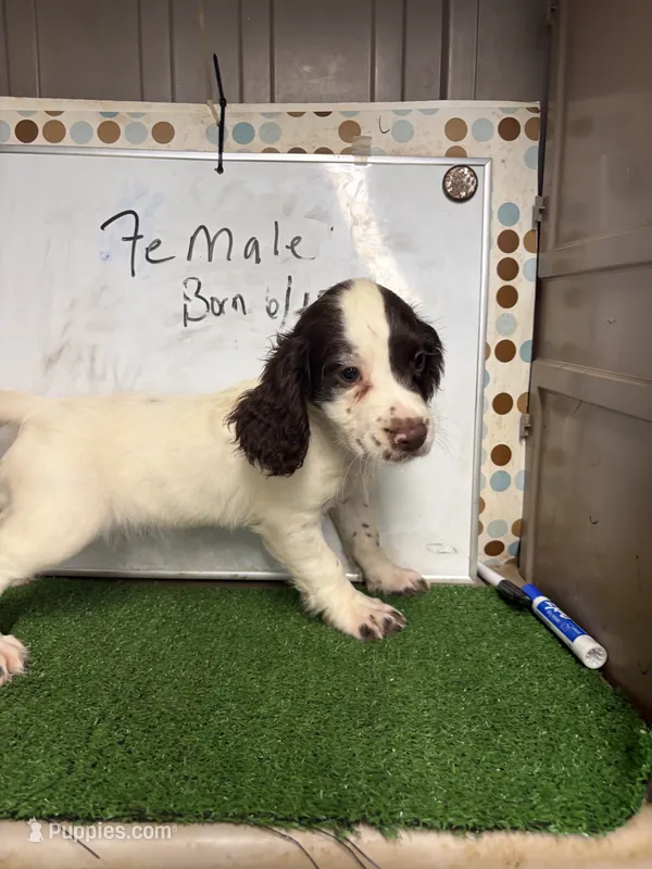 Jennie – English Cocker Spaniel puppy for sale in McRae, GA