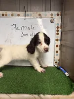 Jennie, a female English Cocker Spaniel for sale in McRae, GA – 1 of 2