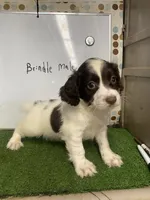 JAZ , a male English Cocker Spaniel for sale in McRae, GA – Photo 5 of 5