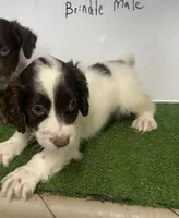 JAZ , a male English Cocker Spaniel for sale in McRae, GA – Photo 1 of 5