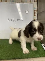 JAZ , a male English Cocker Spaniel for sale in McRae, GA – Photo 2 of 5
