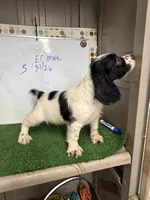 Cosmo, a male English Cocker Spaniel for sale in McRae, GA – 2 of 7