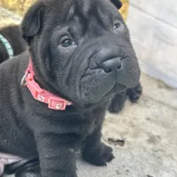 Vesper, a female Chinese Shar-Pei for sale in Phoenix, AZ – Photo 2 of 7
