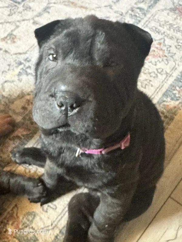 Vesper – Chinese Shar-Pei puppy for sale in Phoenix, AZ