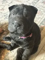Vesper, a female Chinese Shar-Pei for sale in Phoenix, AZ – 1 of 4