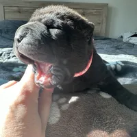 Vesper, a female Chinese Shar-Pei for sale in Phoenix, AZ – Photo 5 of 7