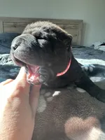 processed/5c5c9cff-dbbe-4e23-906f-bf11f3b62876/listing/417fe571-2b5a-4693-a027-d023ffe85c2d/4659623f-e2d6-4131-a3e6-f04b62e3d4cb