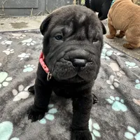 Vesper, a female Chinese Shar-Pei for sale in Phoenix, AZ – Photo 3 of 7