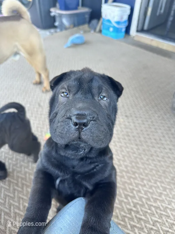 Vesper, a female Chinese Shar-Pei for sale in Phoenix, AZ – Photo 1 of 7
