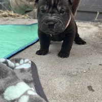 Vesper, a female Chinese Shar-Pei for sale in Phoenix, AZ – Photo 7 of 7