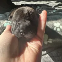 Vesper, a female Chinese Shar-Pei for sale in Phoenix, AZ – Photo 4 of 7