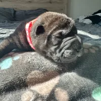 Vesper, a female Chinese Shar-Pei for sale in Phoenix, AZ – Photo 6 of 7