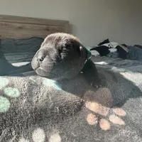 Draco, a male Chinese Shar-Pei for sale in Phoenix, AZ – Photo 4 of 5