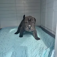 Draco, a male Chinese Shar-Pei for sale in Phoenix, AZ – Photo 1 of 5