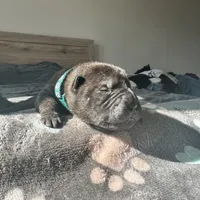 Draco, a male Chinese Shar-Pei for sale in Phoenix, AZ – Photo 5 of 5