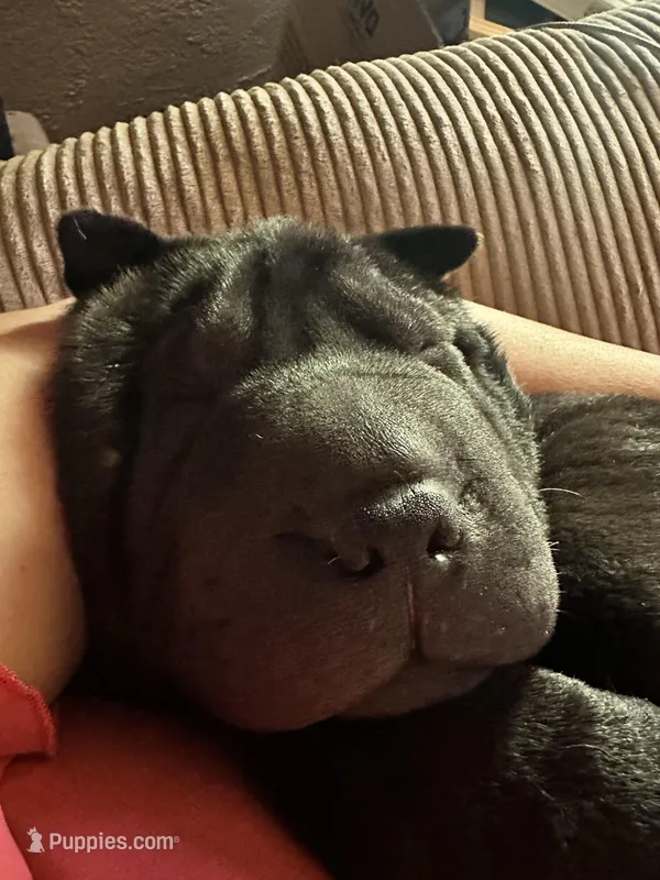Draco – Chinese Shar-Pei puppy for sale in Phoenix, AZ