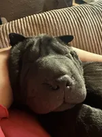 Draco, a male Chinese Shar-Pei for sale in Phoenix, AZ – 1 of 4