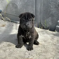 Draco, a male Chinese Shar-Pei for sale in Phoenix, AZ – Photo 2 of 5