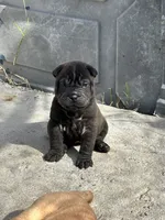 processed/5c5c9cff-dbbe-4e23-906f-bf11f3b62876/listing/a0eb7ade-02c0-40a4-ac3b-46e919060080/7b9eec65-42a9-475c-9f29-e67efa2699c1