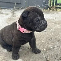Pixel (RUNT), a female Chinese Shar-Pei for sale in Phoenix, AZ – Photo 7 of 7